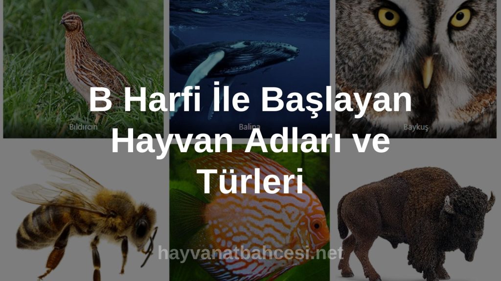 C İle Hayvan İsimleri - Hayvanat Bahçesi