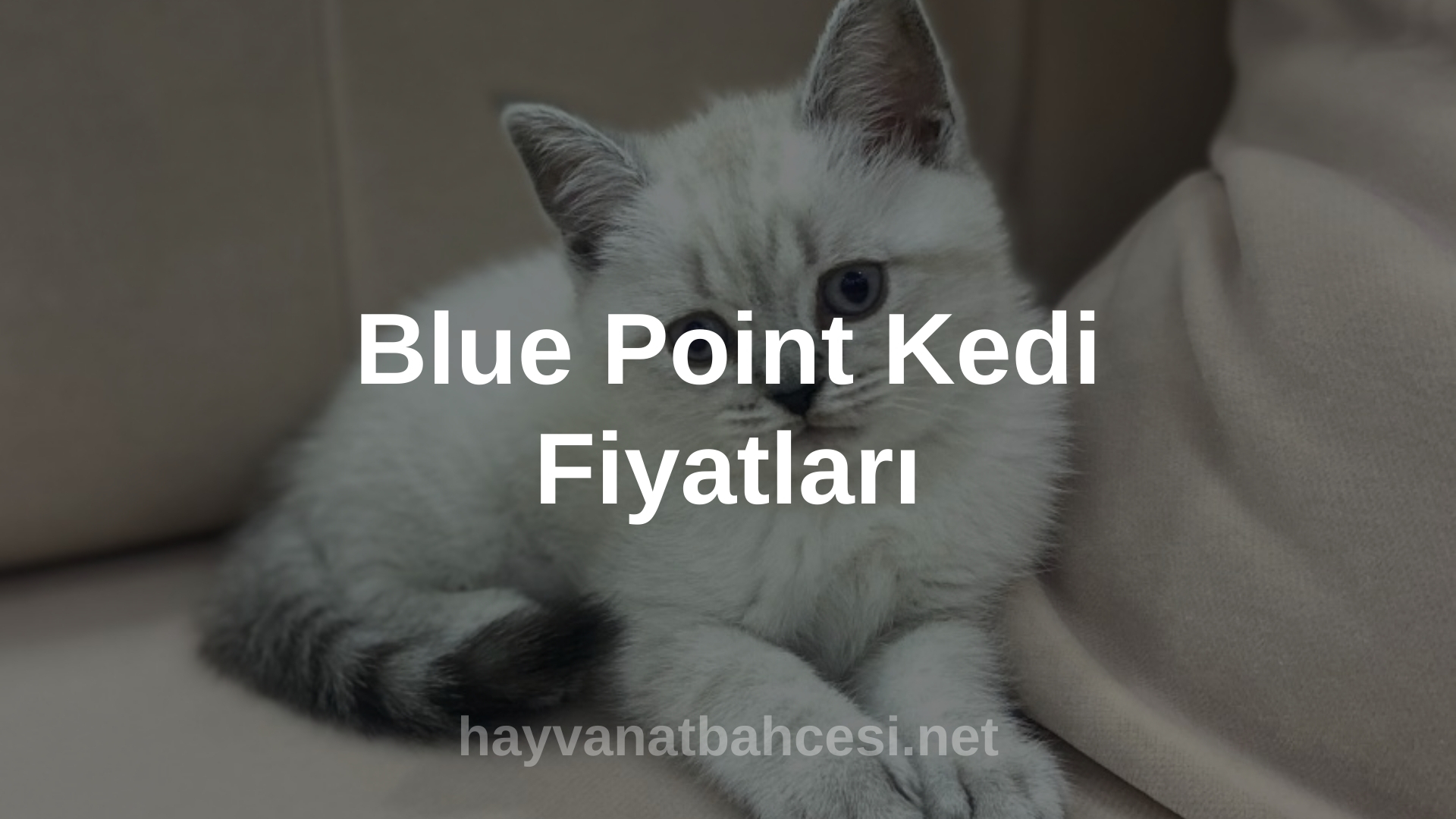Blue Point Kedi Fiyatlari