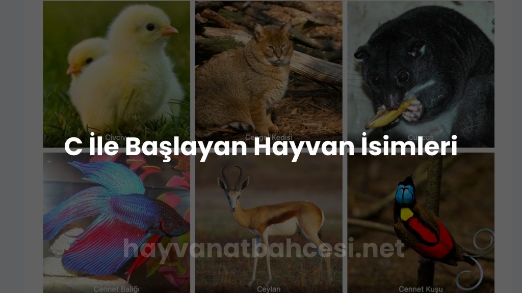 C İle Hayvan İsimleri - Hayvanat Bahçesi