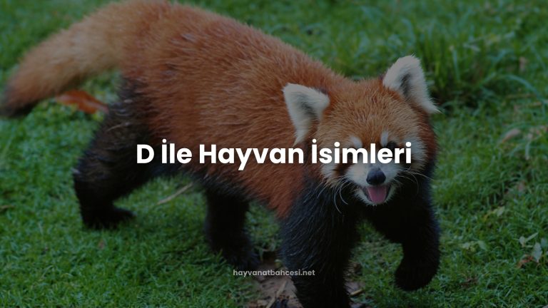 D İle Hayvan İsimleri